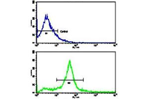 Flow cytometric analysis of 293 cells using ERBB3 polyclonal antibody (bottom histogram) compared to a negative control cell (top histogram). (ERBB3 anticorps  (N-Term))