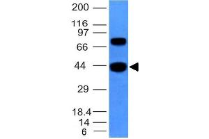 Western Blot of hSKM cell lysate using Muscle Specific Actin Mouse Monoclonal Antibody (MSA/953). (ACTA1/ACTA2A/ACTG2 anticorps)