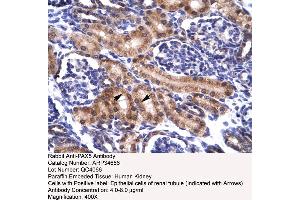 Human kidney (PAX5 anticorps  (N-Term))