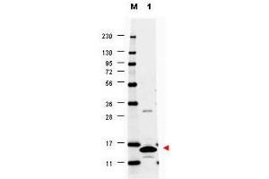 Image no. 1 for anti-Colony Stimulating Factor 2 (Granulocyte-Macrophage) (CSF2) antibody (ABIN1100980) (GM-CSF anticorps)
