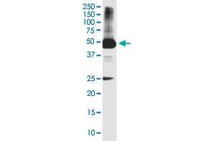 HYKK monoclonal antibody (M01), clone 4F2.