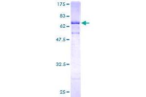 Image no. 1 for Cathepsin E (CTSE) (AA 18-396) protein (GST tag) (ABIN1350710)