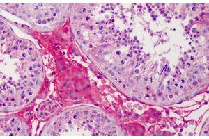Human Testis: Formalin-Fixed, Paraffin-Embedded (FFPE) (APOA2 anticorps  (AA 1-100))