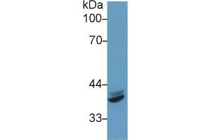 Detection of IRF1 in Human Hela cell lysate using Polyclonal Antibody to Interferon Regulatory Factor 1 (IRF1)