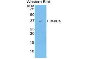 Western blot analysis of the recombinant protein. (Insulin anticorps  (AA 25-54))