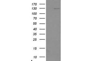 Image no. 1 for anti-Ubiquitin Specific Peptidase 36 (USP36) (AA 589-972) antibody (ABIN1491607) (USP36 anticorps  (AA 589-972))