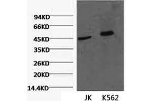 Western Blot analysis of 1) Jurkat, 2) K562 cells using CD16 Monoclonal Antibody at dilution of 1:2000. (CD16 anticorps)
