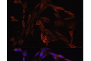 Immunofluorescence analysis of NIH/3T3 cells using OXA1L Polyclonal Antibody at dilution of 1:100. (OXA1L anticorps)