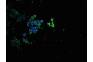 Immunofluorescence staining of 293 cells(treated with 50 mM Calyculin A for 30 min) with ABIN7127760 at 1:100,counter-stained with DAPI.
