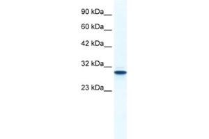 Western Blotting (WB) image for anti-Annexin A5 (ANXA5) antibody (ABIN2461370) (Annexin V anticorps)