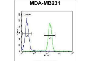 Flow cytometric analysis of MDA-MB231 cells (right histogram) compared to a negative control cell (left histogram). (Liver Arginase anticorps  (C-Term))