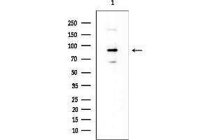 Western blot analysis of lysates from Mouse lung, using GPR156 Mouse Monoclonal Antibody at 1/1000 dilution.