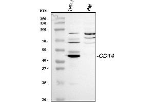 Western blot analysis of CD14 using anti-CD14 antibody (ABIN3044565). (CD14 anticorps  (AA 65-327))