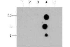 Dot Blot of Rabbit Histone H3 K4me3 Antibody.