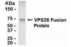 Western Blotting (WB) image for anti-Vacuolar Protein Sorting 28 (VPS28) (AA 1-221) antibody (ABIN2468070) (VPS28 anticorps  (AA 1-221))