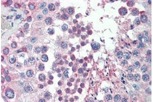 Human Testis (formalin-fixed, paraffin-embedded) stained with MED4 antibody ABIN462248 followed by biotinylated goat anti-rabbit IgG secondary antibody ABIN481713, alkaline phosphatase-streptavidin and chromogen.