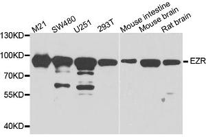 Western blot analysis of extracts of various cell lines, using EZR antibody (ABIN5974701) at 1/1000 dilution. (Ezrin anticorps)