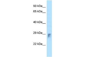 WB Suggested Anti-Rhou Antibody Titration: 1.