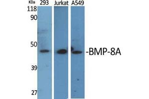 Western Blot (WB) analysis of specific cells using BMP-8A Polyclonal Antibody. (BMP8A anticorps  (C-Term))