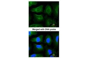 ICC/IF Image Immunofluorescence analysis of paraformaldehyde-fixed HeLa, using GOLGA3, antibody at 1:200 dilution.