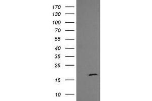 Image no. 3 for anti-Growth Arrest and DNA-Damage-Inducible, gamma (GADD45G) antibody (ABIN1497604)