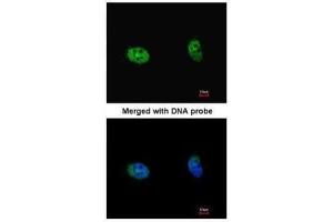 ICC/IF Image Immunofluorescence analysis of paraformaldehyde-fixed HeLa, using S6K2, antibody at 1:100 dilution.