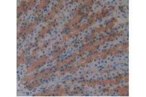 Detection of ARG in Rat Stomach Tissue using Monoclonal Antibody to Arginase (ARG)