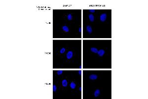 Immunocytochemistry/Immunofluorescence analysis using Mouse Anti-VPS35 Monoclonal Antibody, Clone 8A3 (ABIN6932957).