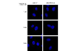 Immunocytochemistry/Immunofluorescence analysis using Mouse Anti-VPS35 Monoclonal Antibody, Clone 8A3 (ABIN6932957). (VPS35 anticorps  (Atto 390))