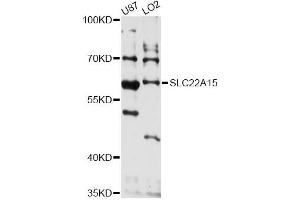 Western blot analysis of extracts of various cell lines, using SLC22A15 antibody (ABIN6293843) at 1:3000 dilution. (SLC22A15 anticorps)