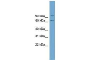 Image no. 1 for anti-Von Willebrand Factor A Domain Containing 5A (VWA5A) (AA 179-228) antibody (ABIN6745081) (VWA5A anticorps  (AA 179-228))