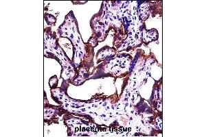 ALL2 Antibody (N-term) (ABIN657475 and ABIN2846503) immunohistochemistry analysis in formalin fixed and paraffin embedded human placenta tissue followed by peroxidase conjugation of the secondary antibody and DAB staining. (ALPPL2 anticorps  (N-Term))