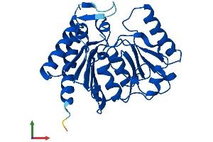 AlphaFold protein structure predicition of Mouse Recombinant Impa1 Protein, UniprotID O55023