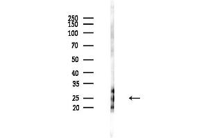 anti-SH3 Domain Binding Glutamic Acid-Rich Protein (SH3BGR) (Internal Region) antibody