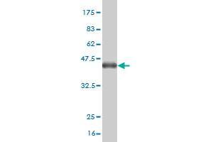 Western Blot detection against Immunogen (36.