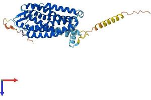 AlphaFold protein structure predicition of Mouse Recombinant P2ry4 Protein, UniprotID Q9JJS7