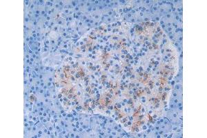 Used in DAB staining on fromalin fixed paraffin- embedded pancreas tissue