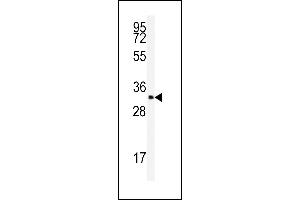 Western blot analysis of anti-SFRS2 Antibody (N-term) (ABIN389301 and ABIN2839420) in K562 cell line lysates (35 μg/lane).