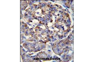 LRRC68 Antibody immunohistochemistry analysis in formalin fixed and paraffin embedded human pancreas tissue followed by peroxidase conjugation of the secondary antibody and DAB staining. (PPP1R37 anticorps  (N-Term))