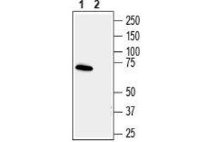 Western blot analysis human SH-SY5Y neuroblastoma cell line lysate: - 1. (Synapsin III anticorps  (C-Term, Extracellular))