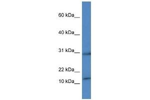 Western Blot showing HIST1H2AH antibody used at a concentration of 1 ug/ml against THP-1 Cell Lysate
