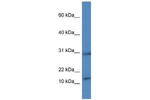 Western Blot showing HIST1H2AH antibody used at a concentration of 1 ug/ml against THP-1 Cell Lysate (HIST1H2AH anticorps  (C-Term))