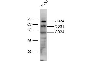 Mouse heart lysate probed with Anti-CD34 Polyclonal Antibody, Unconjugated  at 1:5000 for 90 min at 37˚C.