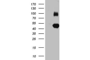 Western Blotting (WB) image for anti-Immunoglobulin Superfamily, Member 11 (IGSF11) (AA 23-241) antibody (ABIN2674593) (IGSF11 anticorps  (AA 23-241))