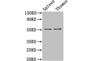 Western Blot Positive WB detected in: Mouse spleen tissue, Mouse thymus tissue All lanes: TUBB3 antibody at 1. (TUBB3 anticorps  (AA 1-210))
