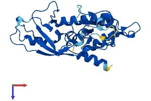 AlphaFold protein structure predicition of Mouse Recombinant Atg5 Protein, UniprotID Q99J83