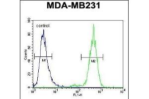 TTC16 Antibody (N-term) (ABIN654516 and ABIN2844240) flow cytometric analysis of MDA-M cells (right histogram) compared to a negative control cell (left histogram). (TTC16 anticorps  (N-Term))