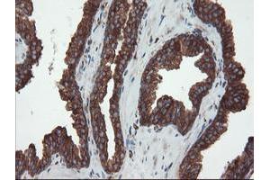 Image no. 6 for anti-Ubiquitin Specific Peptidase 9, X-Linked (USP9X) (AA 2246-2570) antibody (ABIN1491228) (USP9X anticorps  (AA 2246-2570))