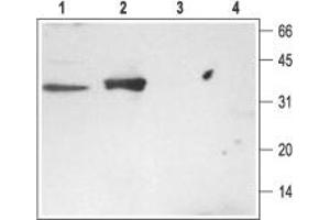 Western blot analysis of rat brain (lanes 1 and 3) and kidney (lanes 2 and 4) membranes: - 1,2. (STX3 anticorps  (Cytosolic, N-Term))