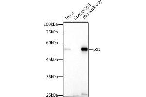 Immunoprecipitation analysis of 300 μg extracts of 293T cells using 3 μg p53 antibody (ABIN7271080).